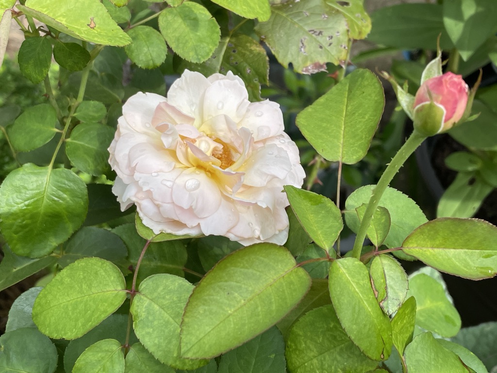Image of blooming rose